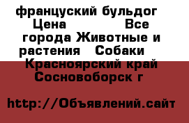 француский бульдог › Цена ­ 40 000 - Все города Животные и растения » Собаки   . Красноярский край,Сосновоборск г.